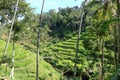 Beautiful rice terraces near Tegallalang village, Ubud, Bali, Indonesia