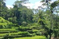 Beautiful rice terraces near Tegallalang village, Ubud, Bali, Indonesia