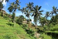 Beautiful rice terraces near Tegallalang village, Ubud, Bali, Indonesia