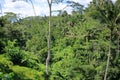 Beautiful rice terraces near Tegallalang village, Ubud, Bali, Indonesia