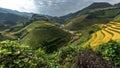 Beautiful Rice Terraces, South East Asia,Vietnam. Royalty Free Stock Photo