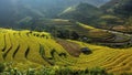 Beautiful Rice Terraces, South East Asia,Vietnam. Royalty Free Stock Photo