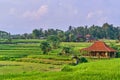 Beautiful rice terraces at sunset in Ubud, Bali island Royalty Free Stock Photo