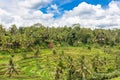 Beautiful rice terraces of Tegallalang, Bali, Indonesia. Royalty Free Stock Photo