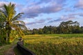 Beautiful rice terraces in Ubud, Bali island Royalty Free Stock Photo