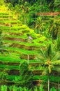 Beautiful rice terraces, Ubud, Bali Royalty Free Stock Photo