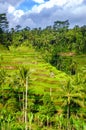 Beautiful rice terraces, Ubud, Bali Royalty Free Stock Photo