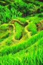 Beautiful rice terraces, Ubud, Bali Royalty Free Stock Photo