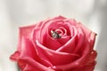 Beautiful ring with diamond in rose, closeup Royalty Free Stock Photo