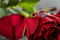 Beautiful ring on red rose, closeup Royalty Free Stock Photo