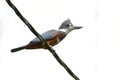 Ringed Kingfisher Megaceryle torquata