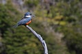 Beautiful Ringed Kingfisher, megaceryle torquata, on a tree branch, Tierra Del Fuego, Patagonia, Argentina