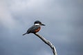 Beautiful Ringed Kingfisher, megaceryle torquata, on a tree branch, Tierra Del Fuego, Patagonia, Argentina