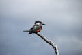 Beautiful Ringed Kingfisher, megaceryle torquata, on a tree branch, Tierra Del Fuego, Patagonia, Argentina