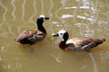 Teal duck swimming on lake.