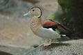 Beautiful Ringed teal on a rock surface against a blurred background