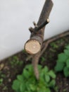 Beautiful rings on the cut surface of a branch of a shrub