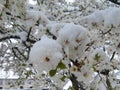 Beautiful rings of plum tree with snow Royalty Free Stock Photo