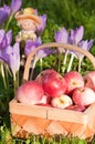 Beautiful ripe apples Royalty Free Stock Photo