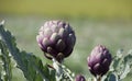 Beautiful Ripe Artichoke Cynara cardunculus in a field of Artichokes