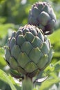 Beautiful Ripe Artichoke Cynara cardunculus in a field of Artichokes