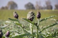 Beautiful Ripe Artichoke Cynara cardunculus in a field of Artichokes.