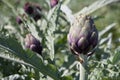 Beautiful Ripe Artichoke Cynara cardunculus in a field of Artichokes