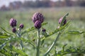 Beautiful Ripe Artichoke Cynara cardunculus in a field of Artichokes