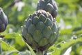 Beautiful Ripe Artichoke Cynara cardunculus in a field of Artichokes