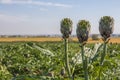 Beautiful Ripe Artichoke Cynara cardunculus in a field of Artichokes. Spring time at the Mediterranean.