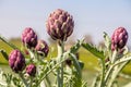 Beautiful Ripe Artichoke Cynara cardunculus in a field of Artichokes.