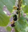 Beautiful ripe black currants.