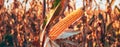 Beautiful ripe corn on the cob on plantation field Royalty Free Stock Photo