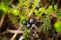 Beautiful ripe crowberries in a summer forest after the rain.