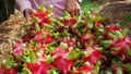 Beautiful ripe dragon fruits in the hands of farmers