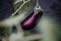 Beautiful ripe eggplant weighs on green branch