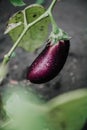 Beautiful ripe eggplant weighs on green branch