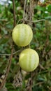 Beautiful ripe fruit of Echinocystis lobata also known as wild cucumber