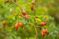 Beautiful ripe fruits of sweet-briar rose in a bush. Colorful autumn close up Royalty Free Stock Photo