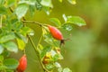 Beautiful ripe fruits of sweet-briar rose in a bush. Colorful autumn close up Royalty Free Stock Photo