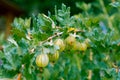 Beautiful ripe gooseberries on a branch.