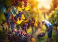 Beautiful ripe grapes. Blurred background. A vineyard worker picking grapes. Harvesting Royalty Free Stock Photo