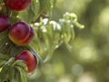 Beautiful ripe natural nectarines ready for harvest