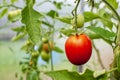 Beautiful ripe natural tomatoes growing on a branch in a greenhouse Royalty Free Stock Photo