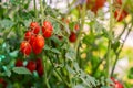 Beautiful ripe organic tomatoes grown in a farm