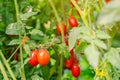 Beautiful ripe organic tomatoes grown in a farm