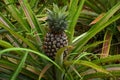 A beautiful ripe pineapple growing on the plant field Royalty Free Stock Photo