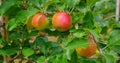 Beautiful ripe pink apples fruits. Juicy food hanging on branch in orchard garden. Close-up. Apple tree. Farming food Royalty Free Stock Photo