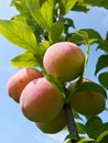 Beautiful ripe plums and blue summer sky