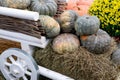 Beautiful ripe pumpkins in a cart. Harvest Festival. Collective farmers autumn harvest. Gorgeous autumn background with pumpkins